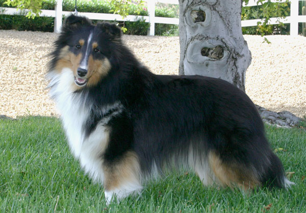 marshland shelties