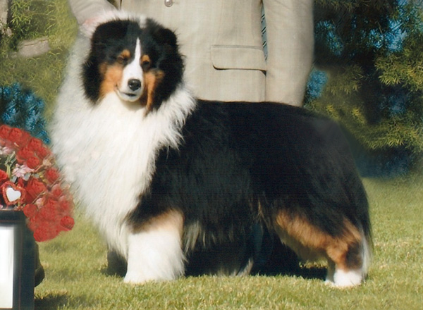 marshland shelties