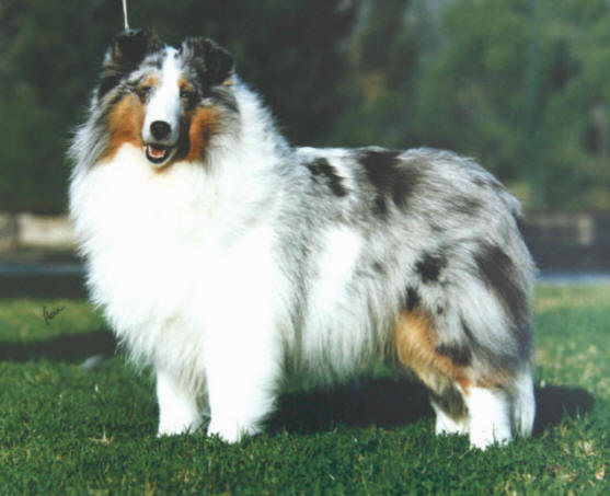 marshland shelties