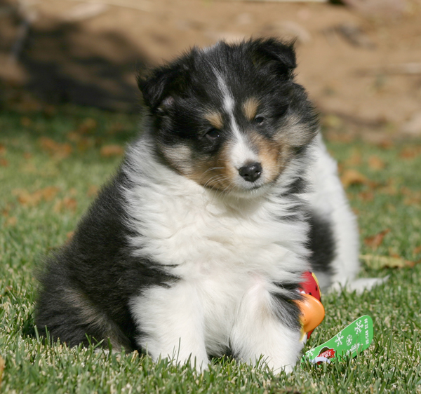 Marshland Shelties Show Prospects